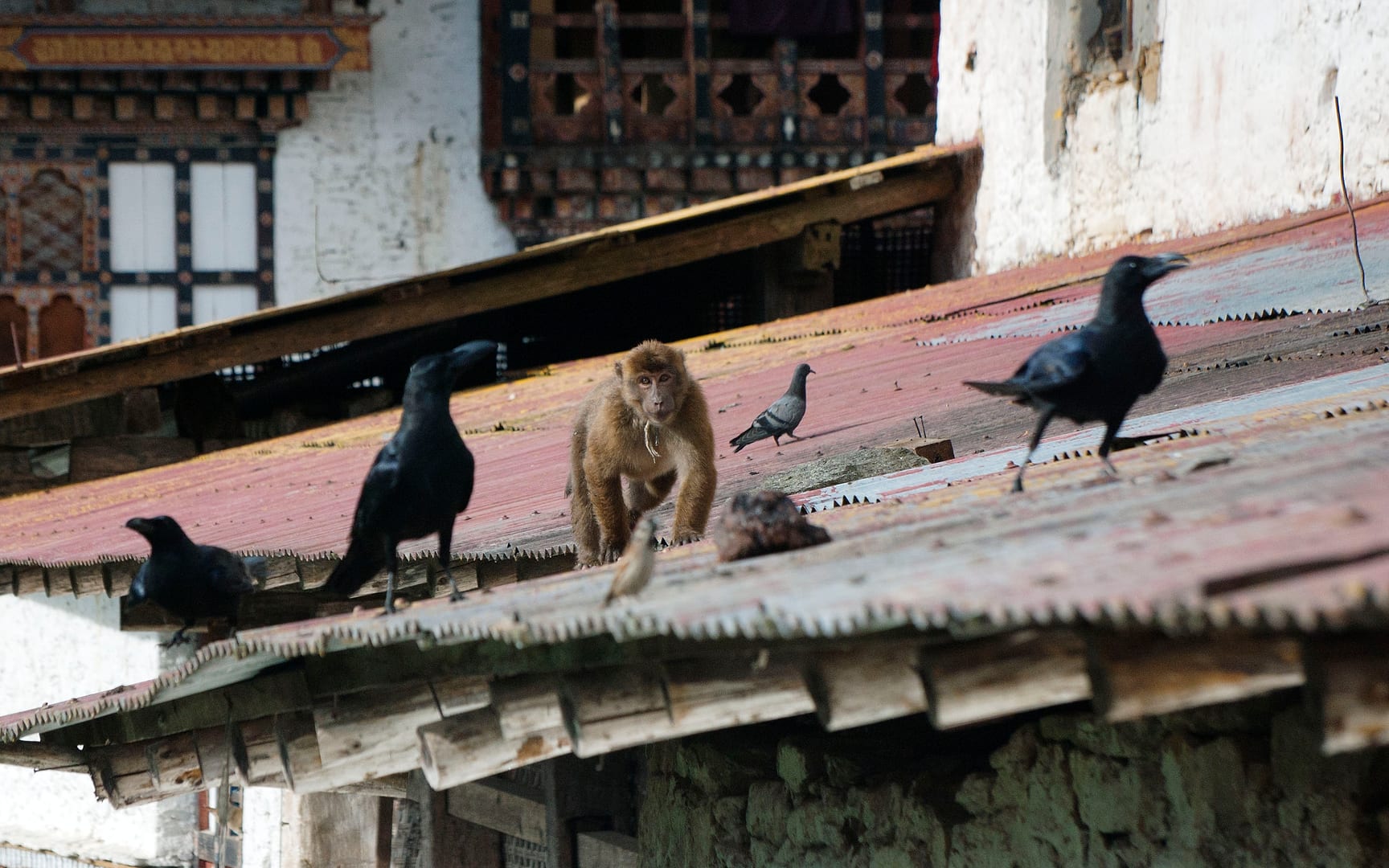 Bhutan — Trongsa — wildlife