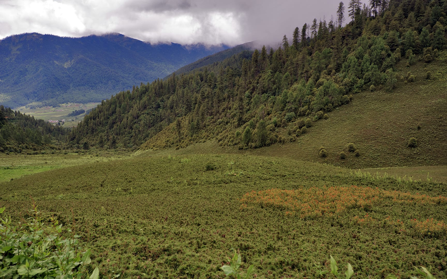 Bhutan — Phobjikha Valley — landscape