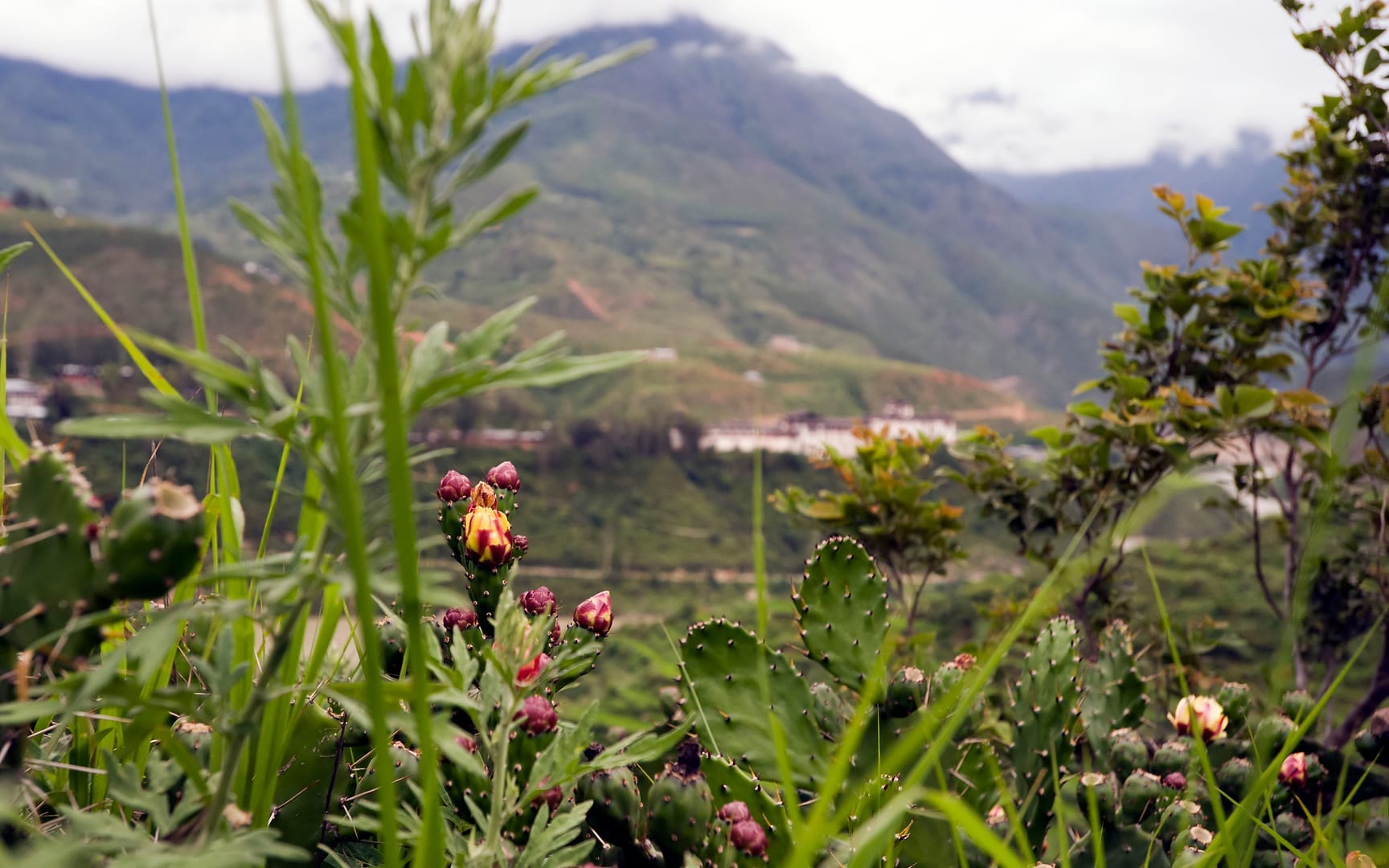 Bhutan — Highlands — landscape
