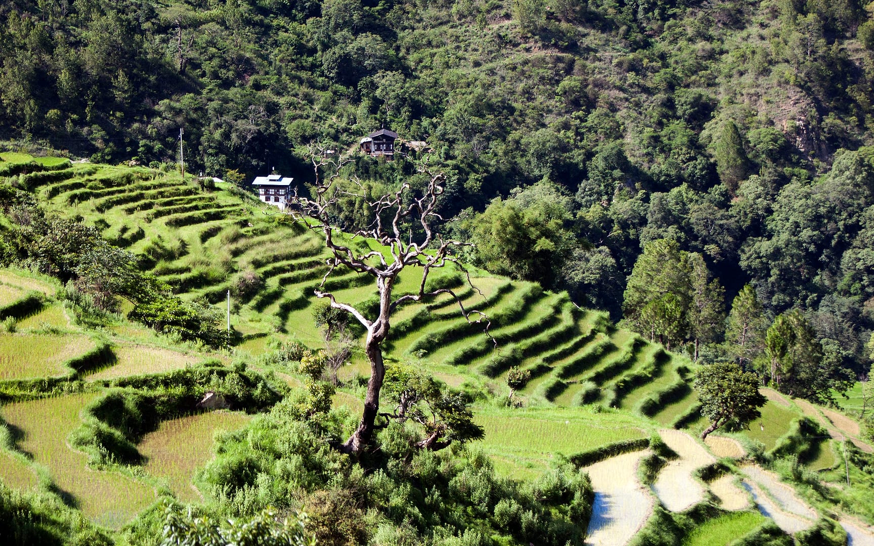 Bhutan — Punakha — landscape