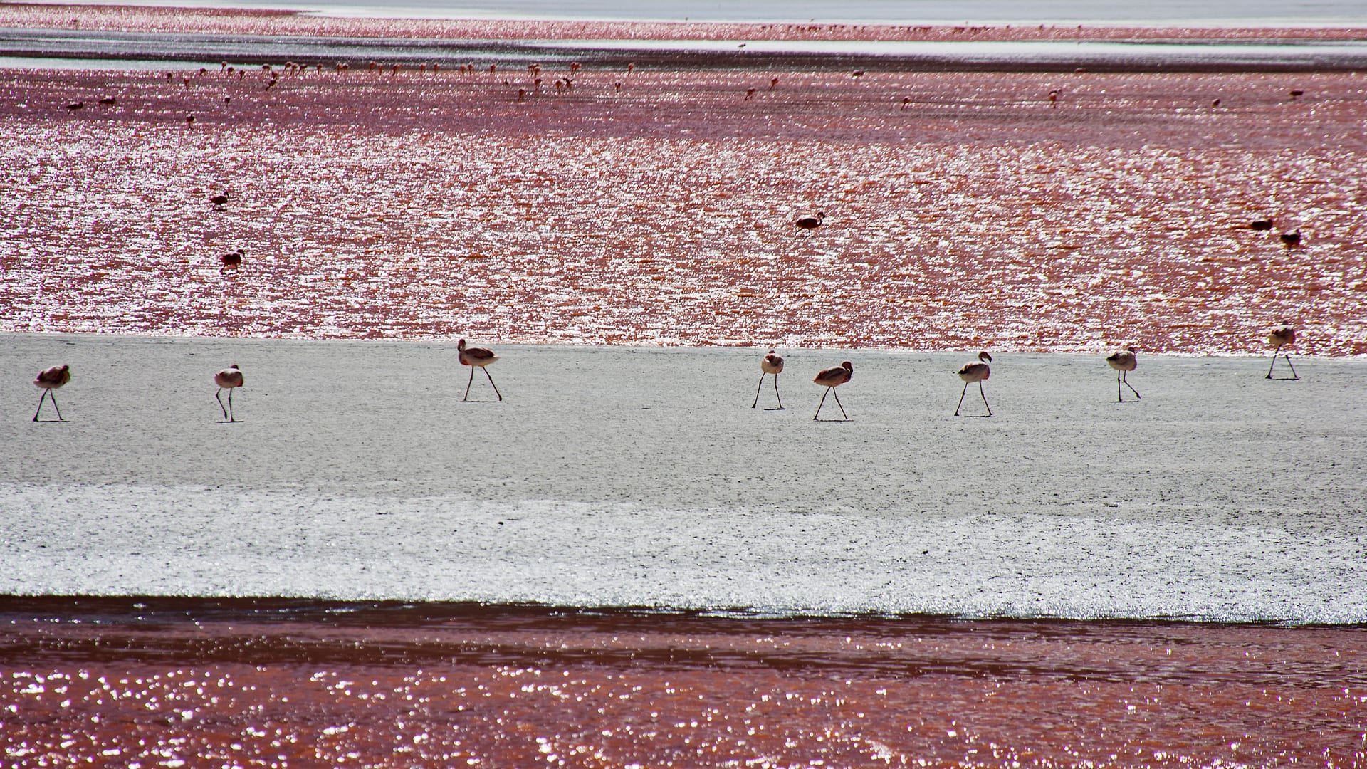 Bolivia — Laguna Colorada — wildlife