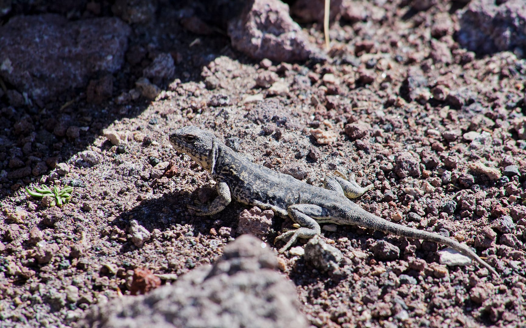 Bolivia — Altiplano — wildlife
