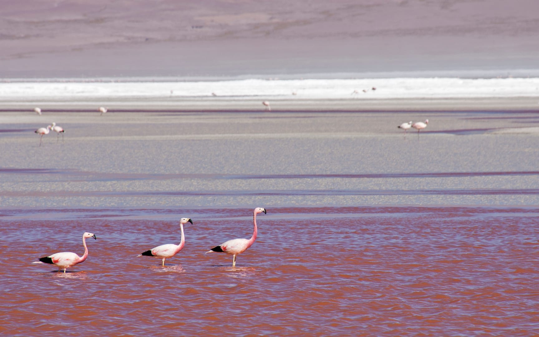 Bolivia — Eduardo Avaroa Reserve — wildlife