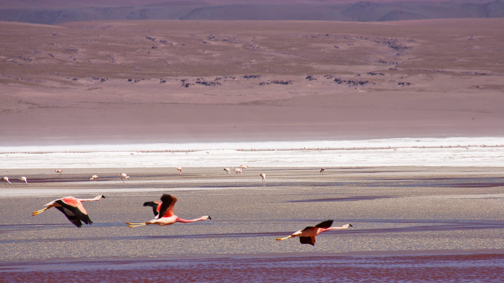 Bolivia — Eduardo Avaroa Reserve — wildlife