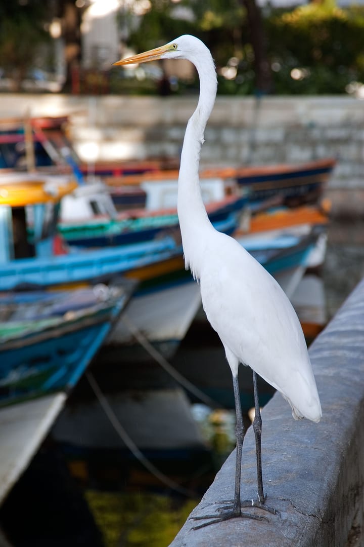 Brazil — Rio de Janeiro — wildlife