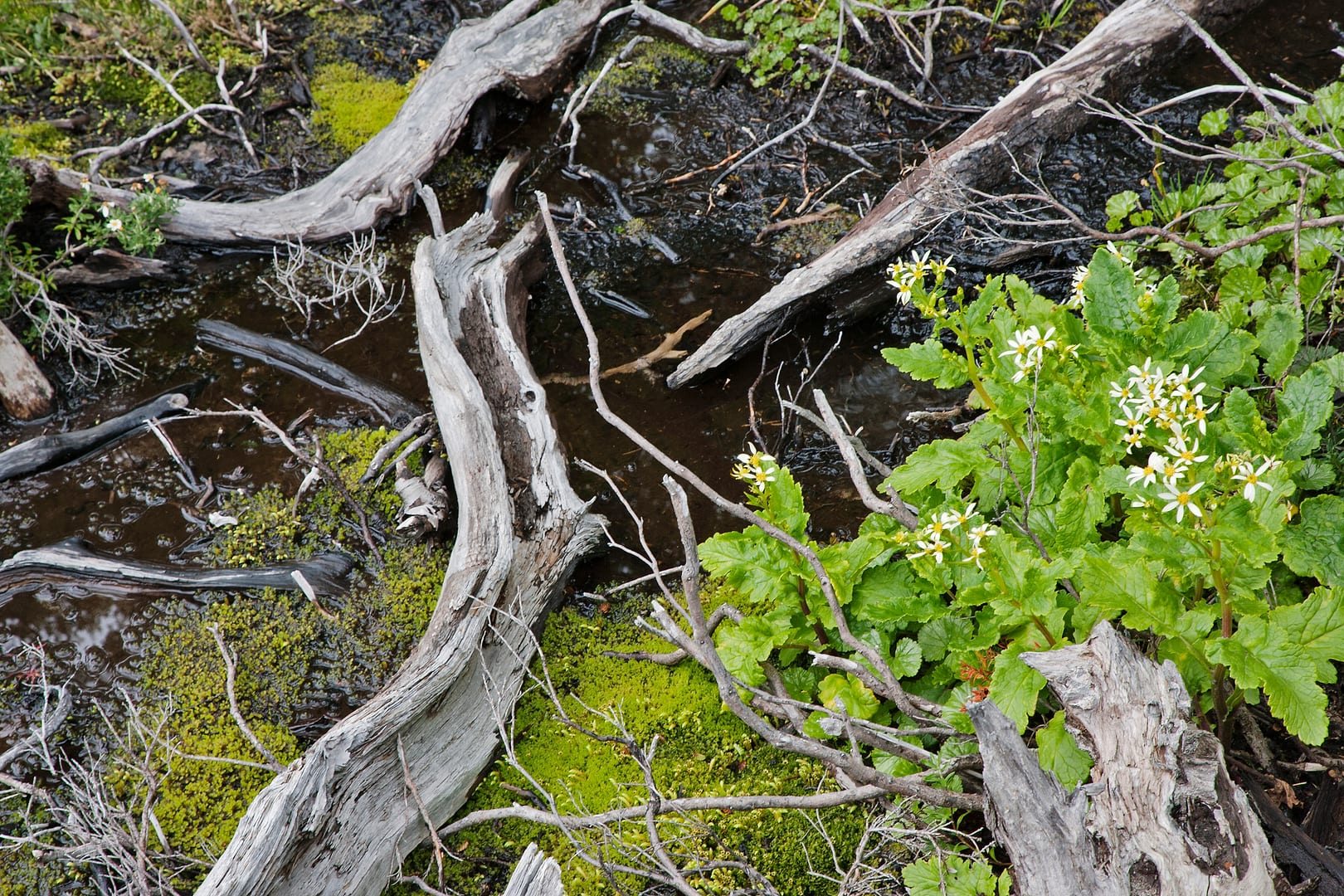 Chile — Torres del Paine — other