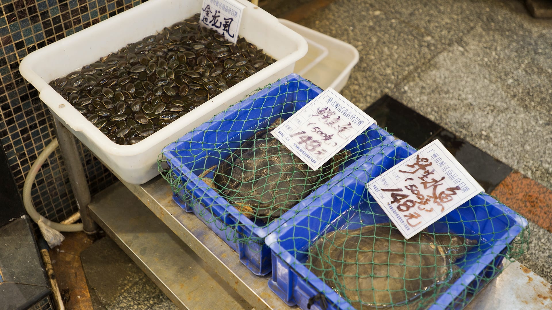 China — Guangzhou — urban