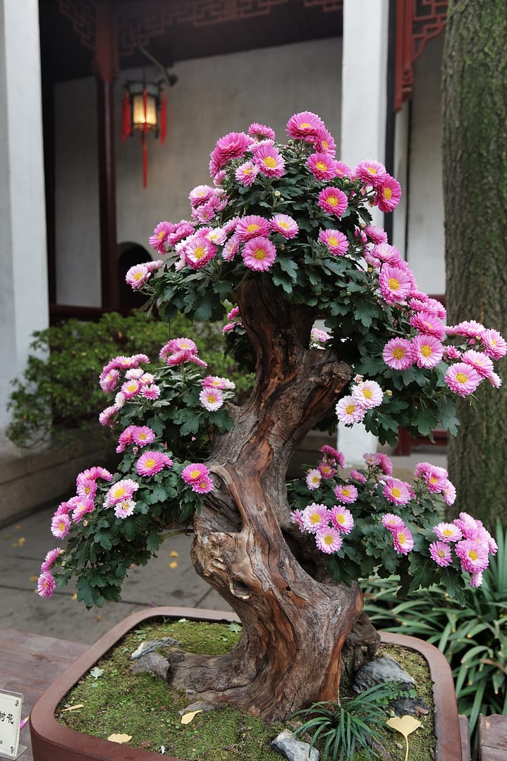 China — Suzhou — other