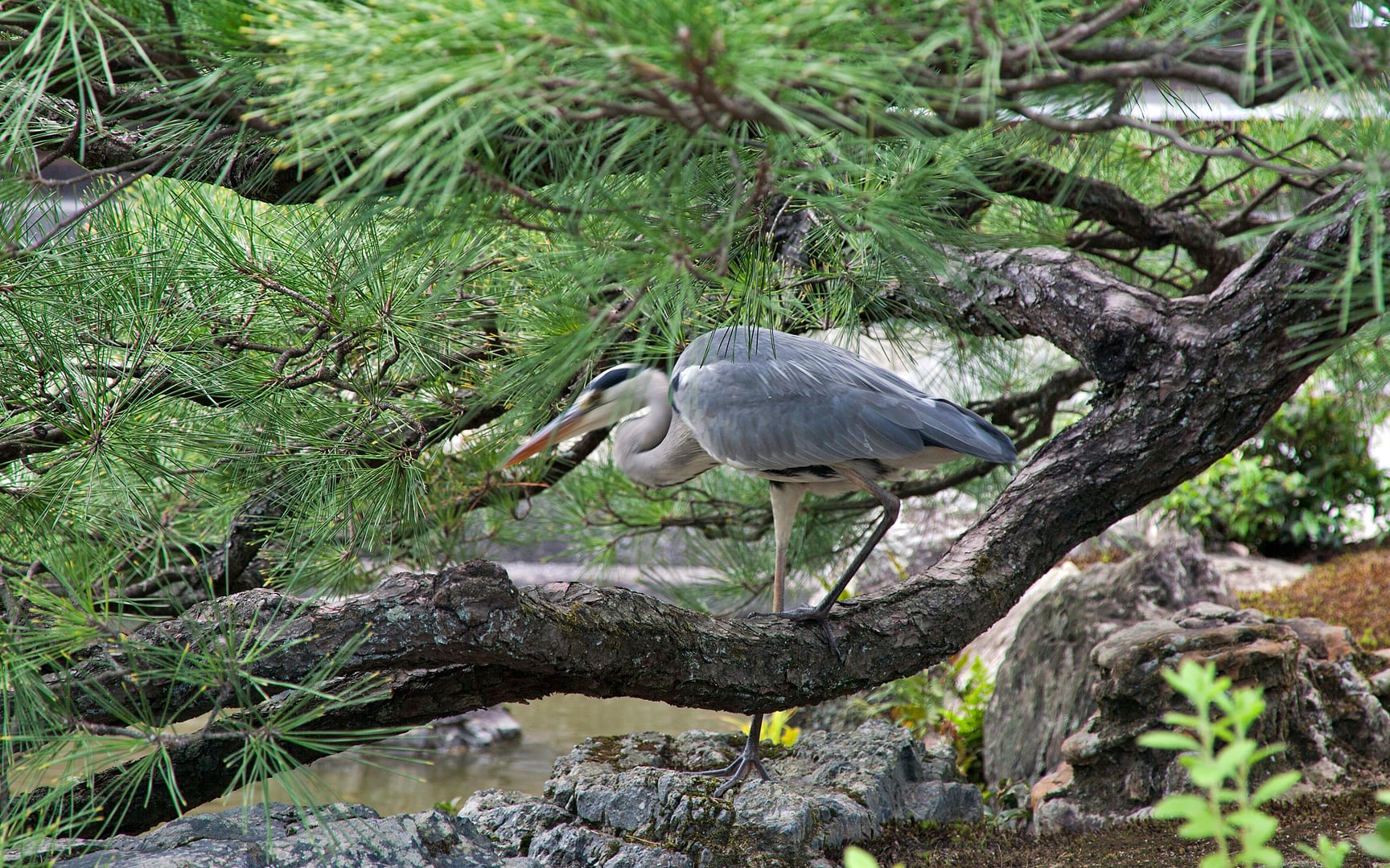 Japan — Kyoto — wildlife