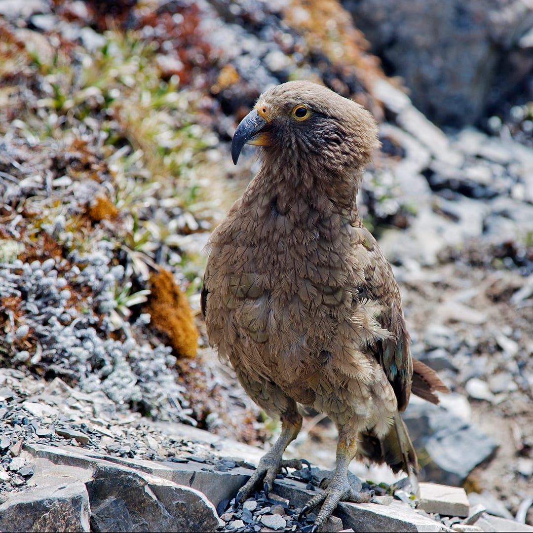 New Zealand — Arthurs Pass — wildlife