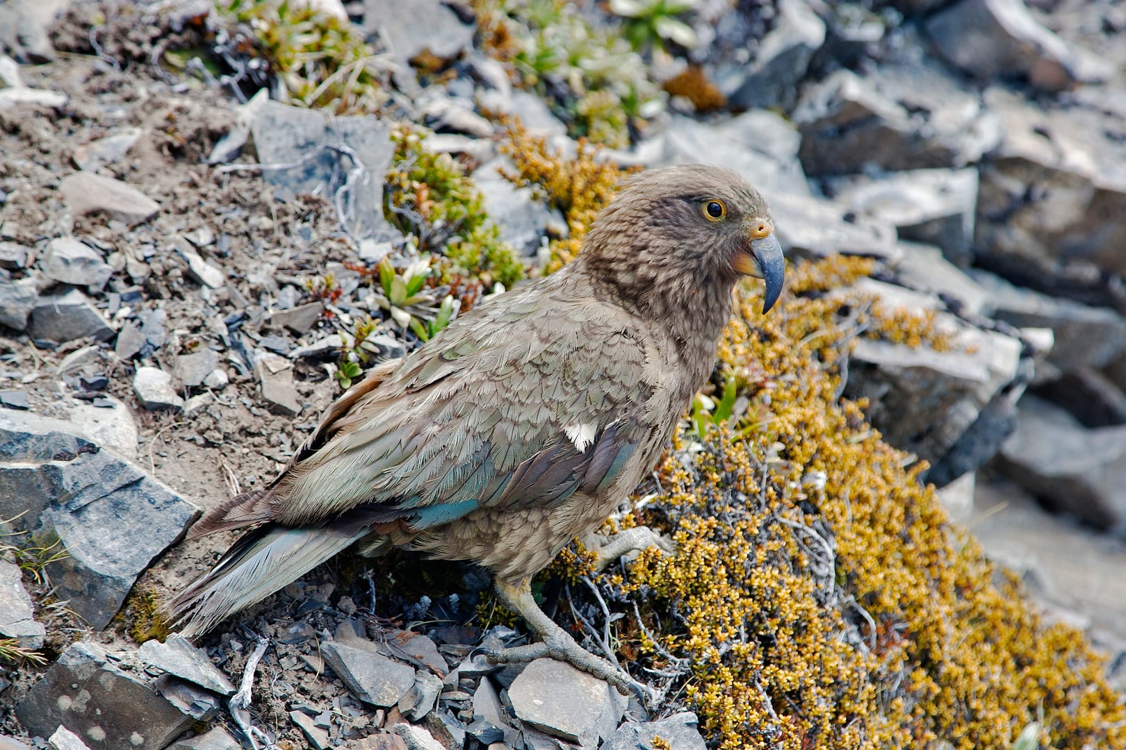 New Zealand — Arthurs Pass — wildlife