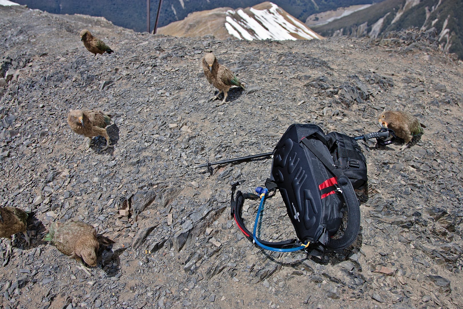 New Zealand — Arthurs Pass — wildlife