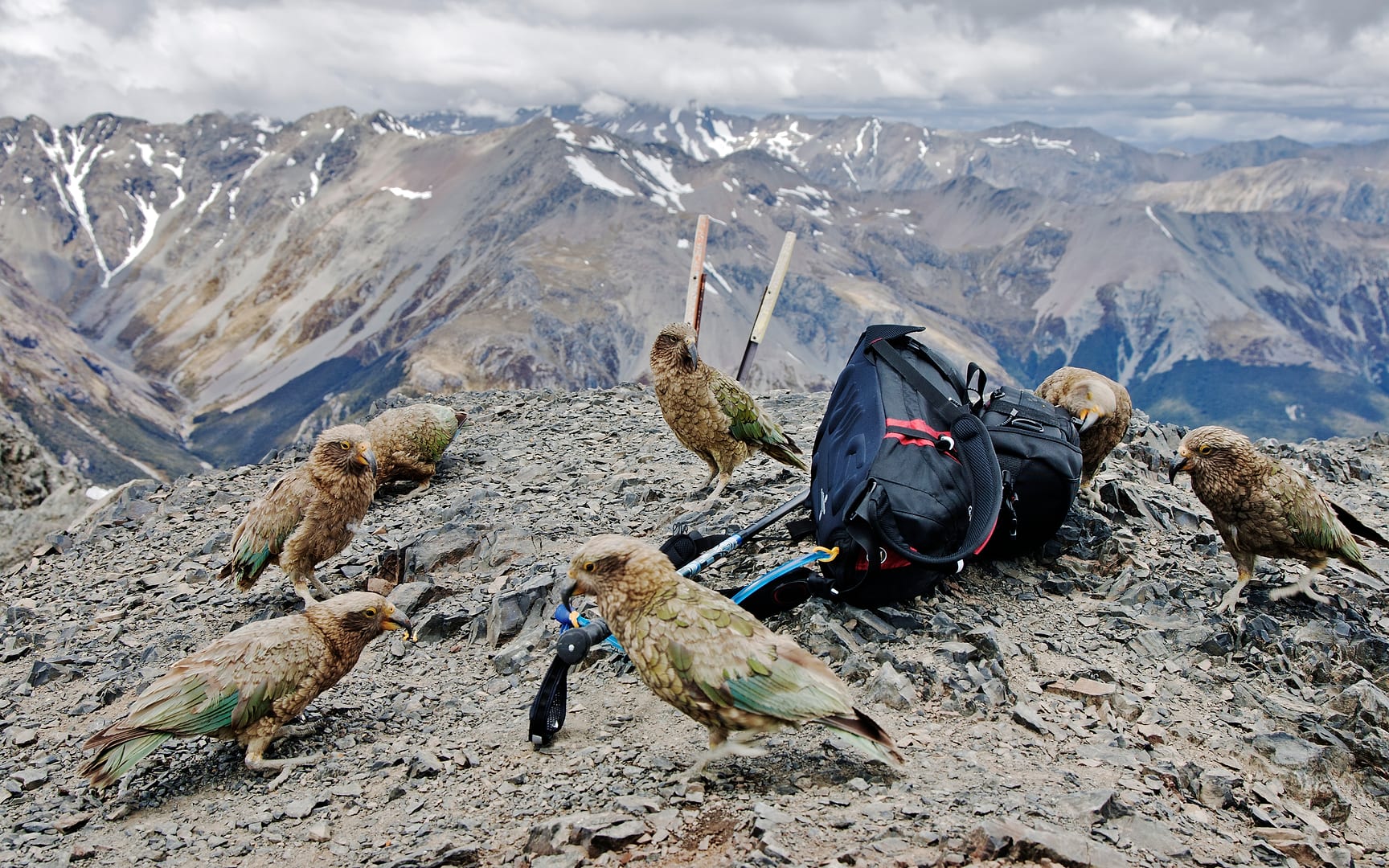 New Zealand — Arthurs Pass — wildlife