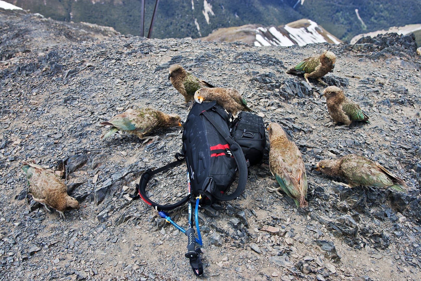 New Zealand — Arthurs Pass — wildlife