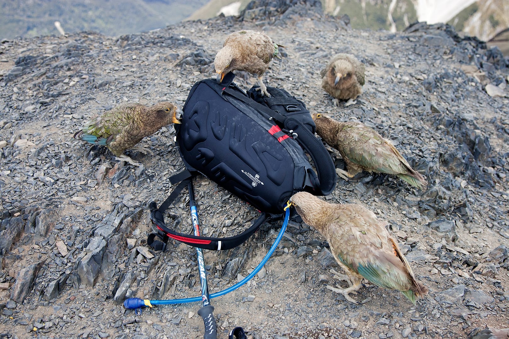 New Zealand — Arthurs Pass — wildlife