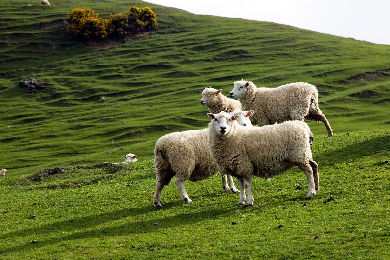 New Zealand — Dunedin — landscape
