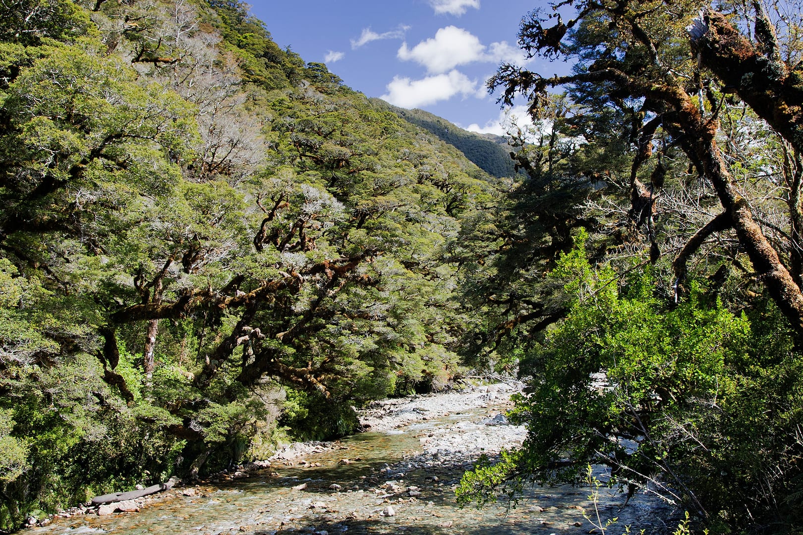 New Zealand — Dusky Track — landscape