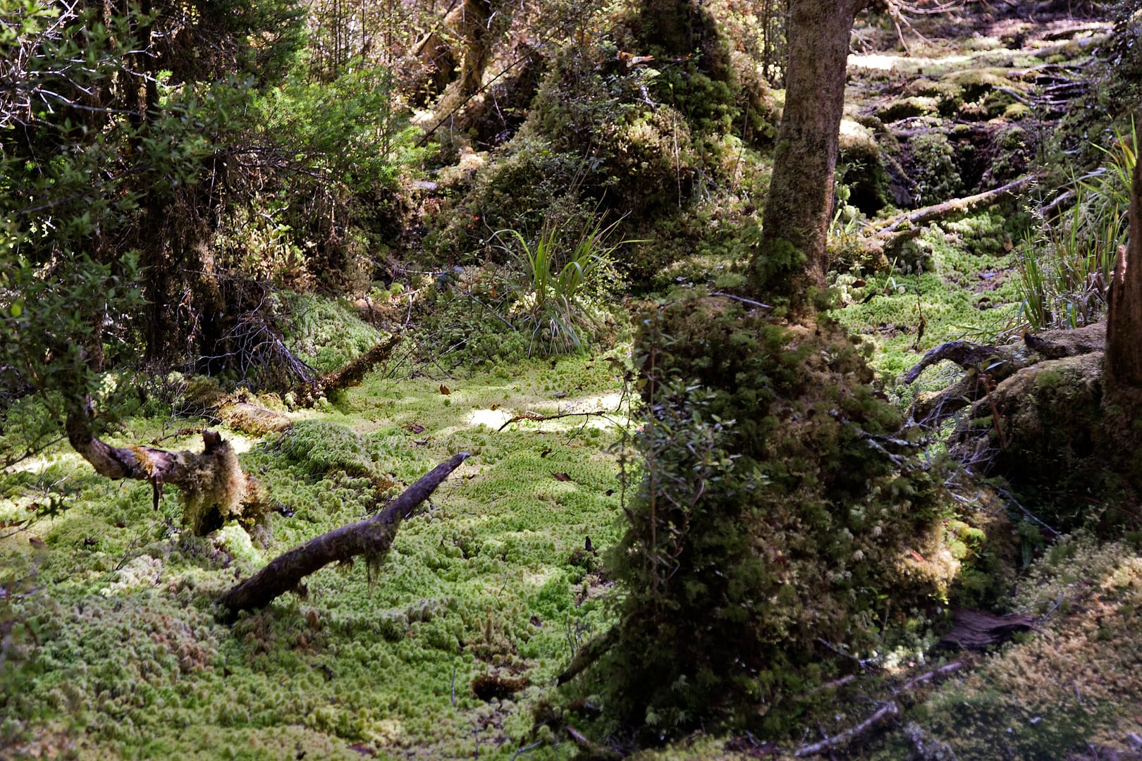 New Zealand — Dusky Track — landscape