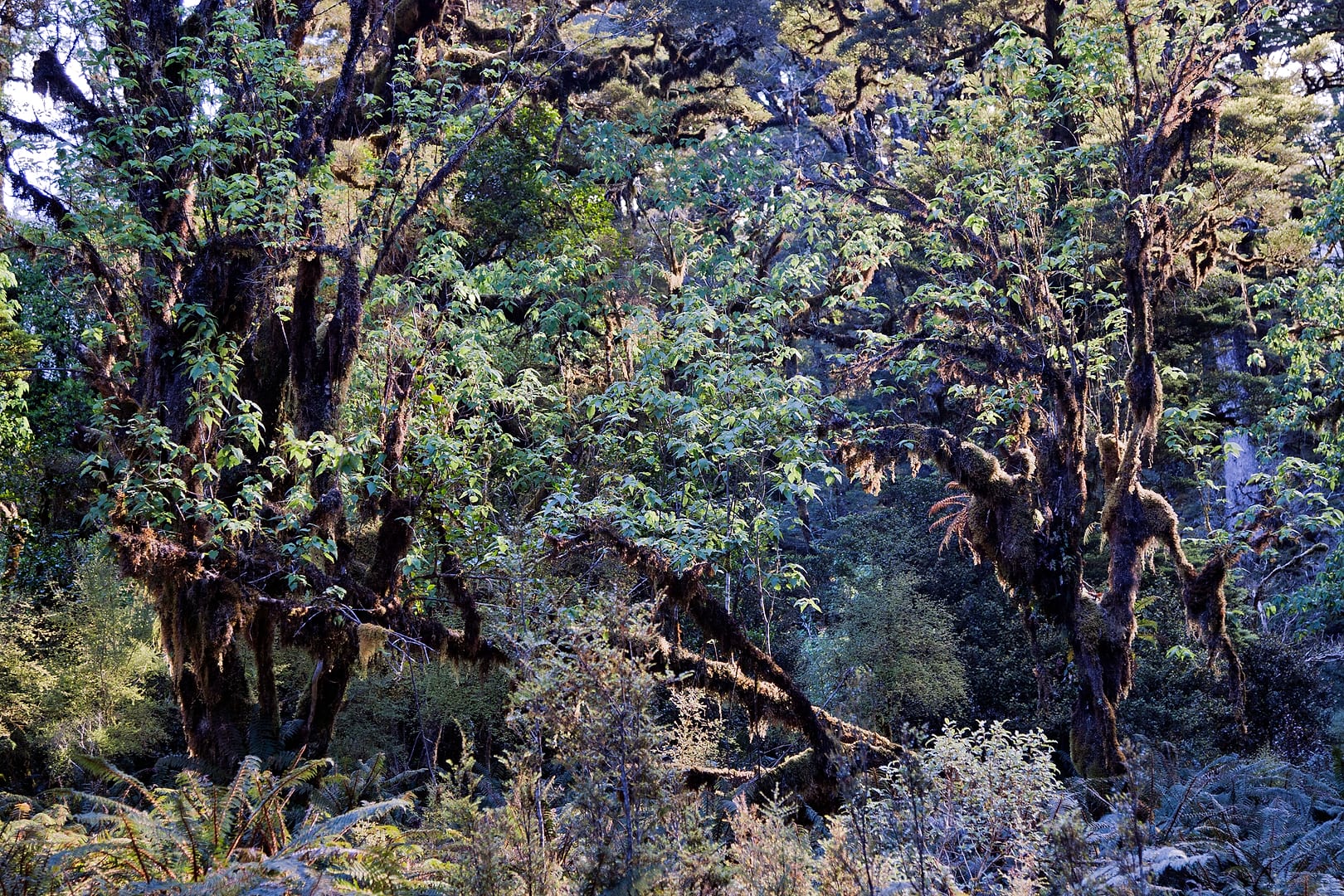 New Zealand — Dusky Track — landscape