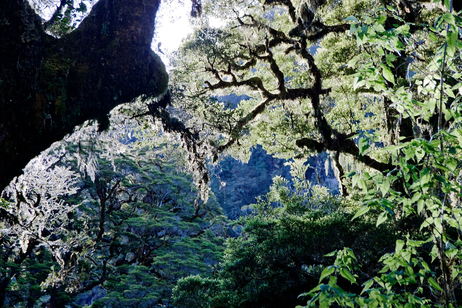 New Zealand — Dusky Track — landscape