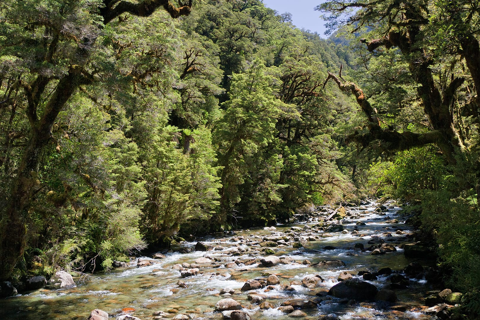 New Zealand — Dusky Track — landscape