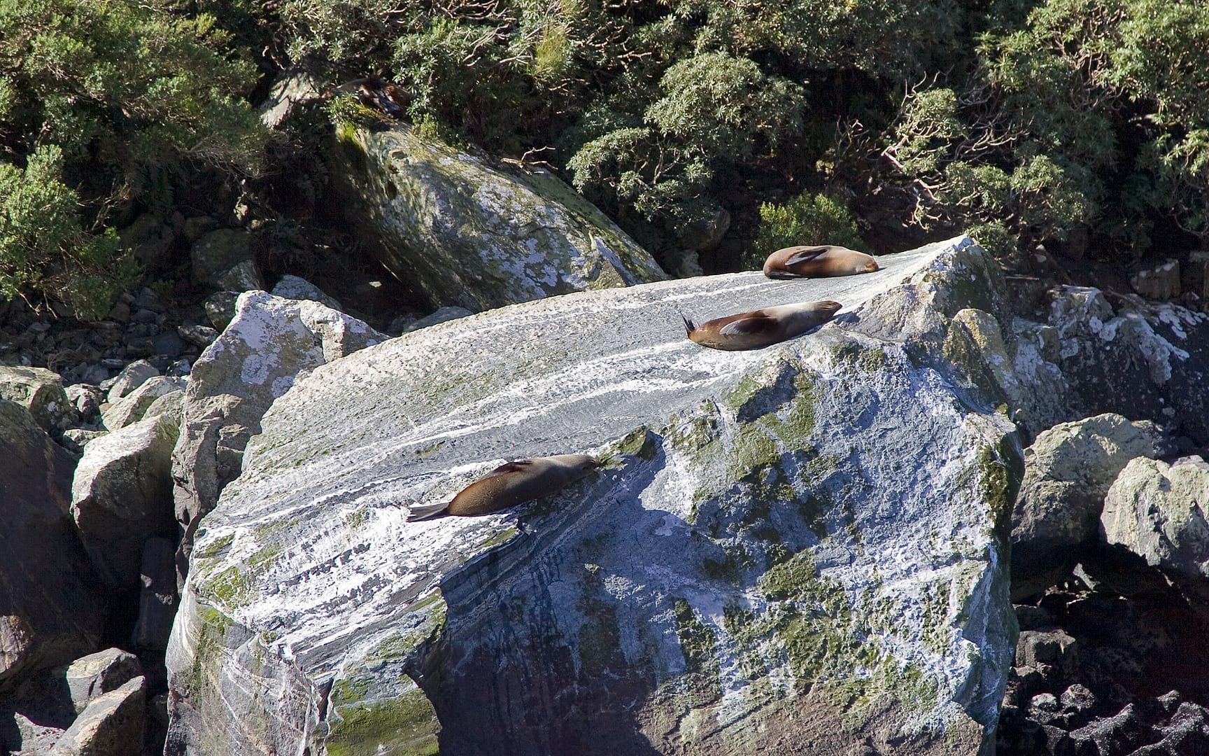 New Zealand — Milford Sound — wildlife