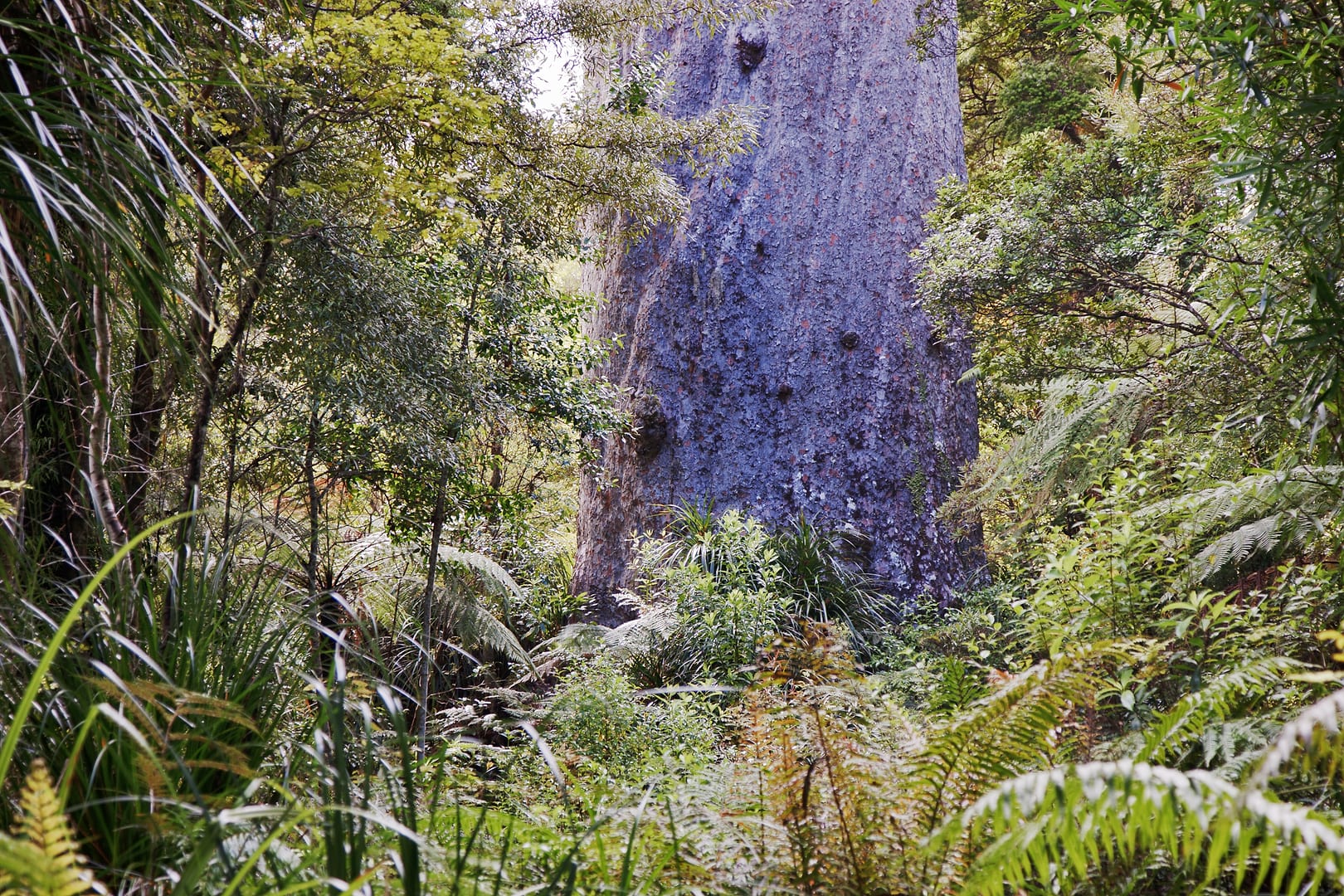 New Zealand — Northland — landscape