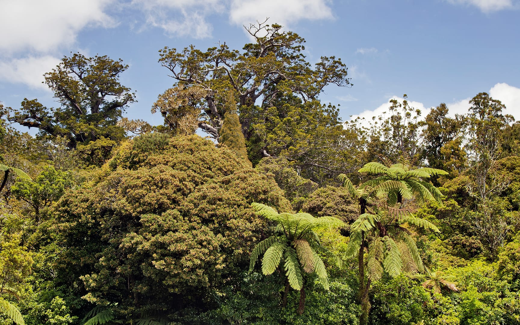 New Zealand — Northland — landscape