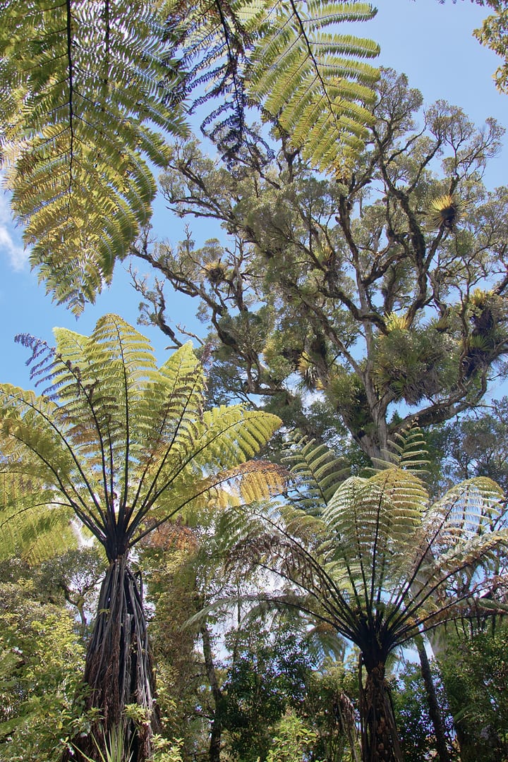 New Zealand — Northland — landscape