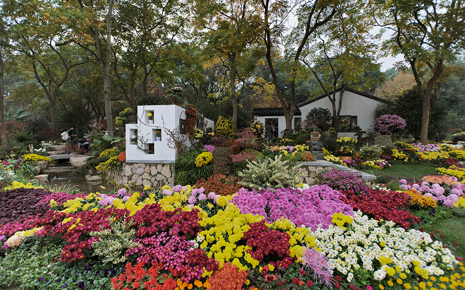 Album,China,Hangzhou,Chrysanthemum,Art,Festival,2010,Chrysanthemum,2,shafir,photo,image