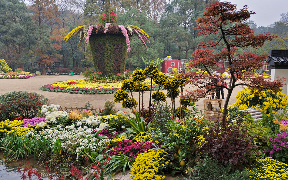 Album,China,Hangzhou,Chrysanthemum,Art,Festival,2010,Chrysanthemum,4,shafir,photo,image