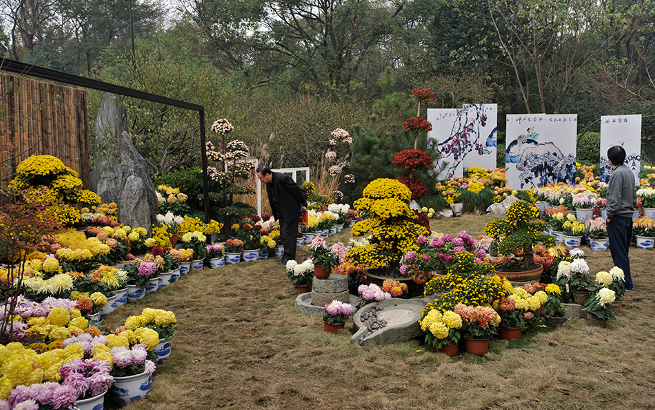 Album,China,Hangzhou,Chrysanthemum,Art,Festival,2010,Chrysanthemum,8,shafir,photo,image