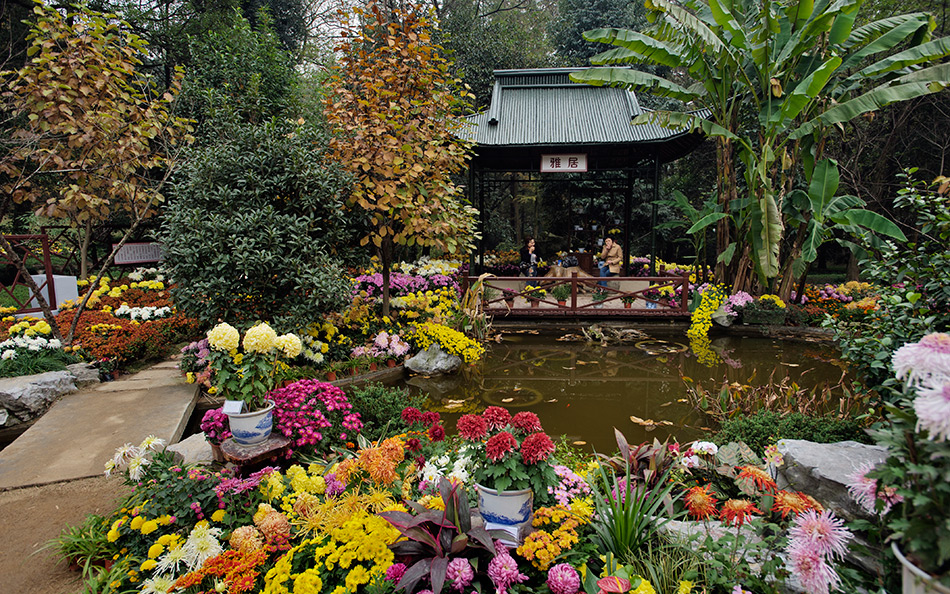 Album,China,Hangzhou,Chrysanthemum,Art,Festival,2010,Chrysanthemum,10,shafir,photo,image