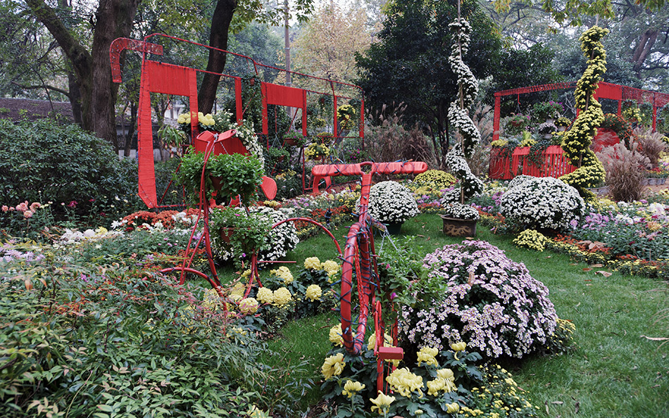 Album,China,Hangzhou,Chrysanthemum,Art,Festival,2010,Chrysanthemum,17,shafir,photo,image