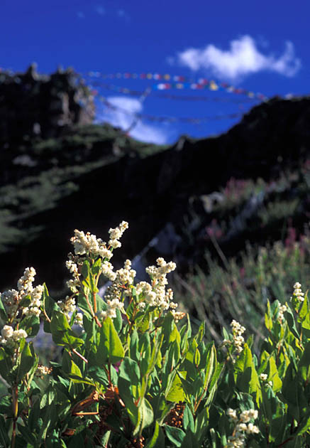Album,Tibet,Lhasa,Climbing,Climbing,7,shafir,photo,image