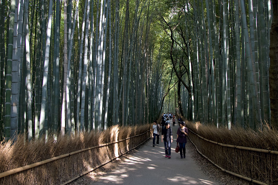 Album,Japan,Kyoto,Western,Kyoto,Bamboo,Forest,shafir,photo,image