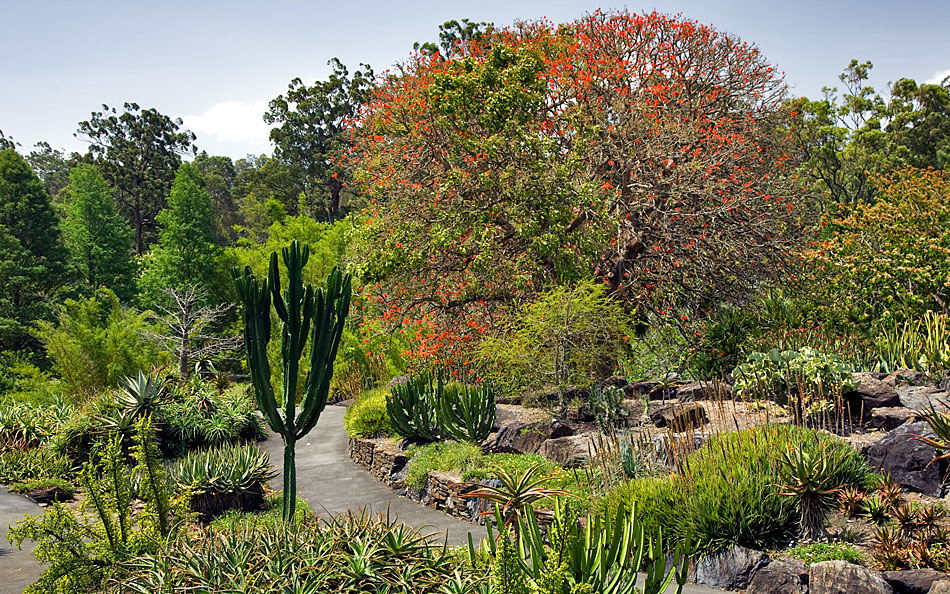 Album,Australia,Brisbane,Mt,Coot-tha,Botanic,Gardens,1,shafir,photo,image