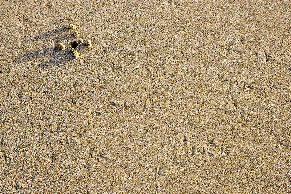 Album,Australia,Queensland,Sand,shafir,photo,image