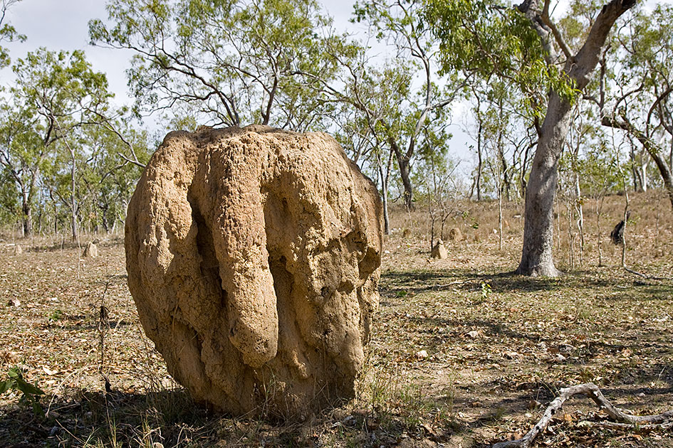 Album,Australia,Queensland,Termite,Mound,shafir,photo,image