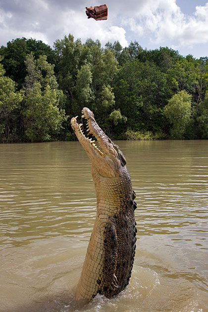 Album,Australia,Northern,Territory,Jumping,Crocodile,Cruise,Jumping,Crocodile,Cruise,5,shafir,photo,image