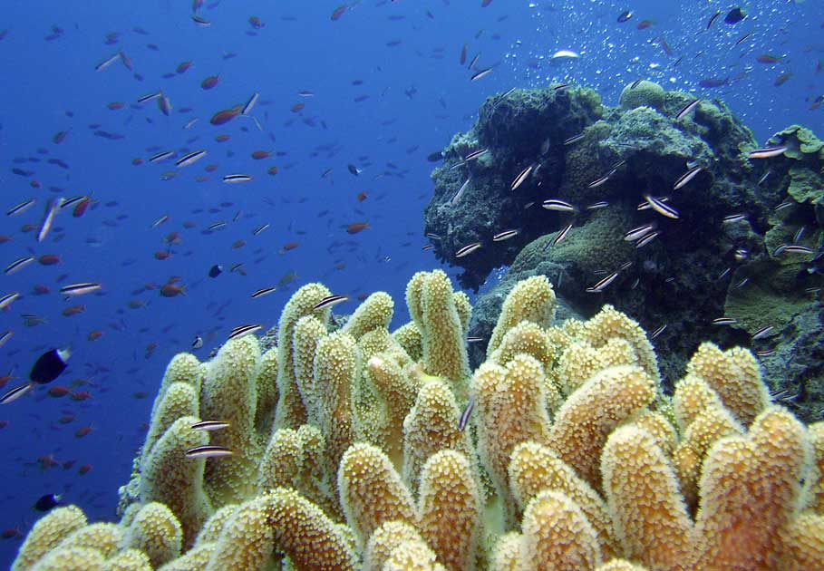 Album,Australia,Great,Barrier,Reef,Diving,12,shafir,photo,image