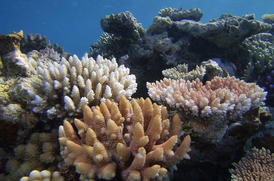 Album,Australia,Great,Barrier,Reef,Diving,15,shafir,photo,image
