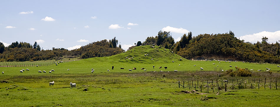 Album,New,Zealand,Rotorua,Sheeps,shafir,photo,image