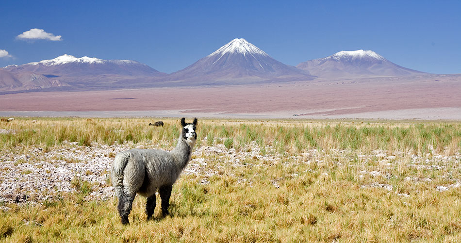 Album,Chile,Atacama,Desert,Volcan,Licancabur,shafir,photo,image