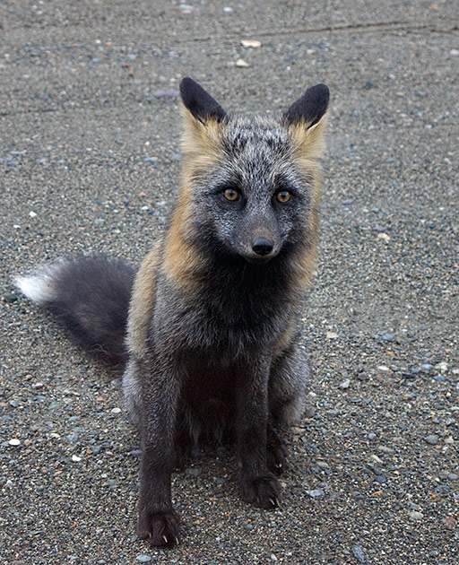 Album,Canada,Cassiar,Highway,Fox,shafir,photo,image