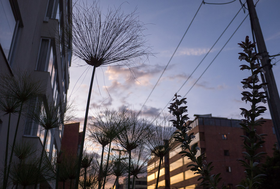 Album,Colombia,Bogota,Streets,Streets,53,shafir,photo,image