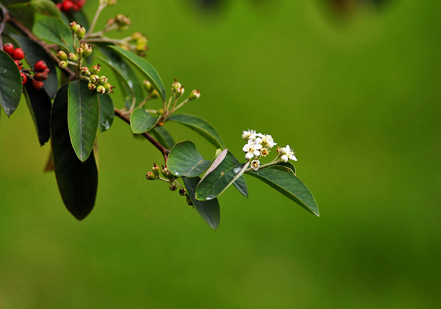 Album,Colombia,Bogota,Flora,Flora,15,shafir,photo,image