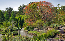 Album / Australia / Brisbane / Mt Coot-tha / Botanic Gardens 1