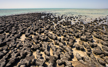 Album / Australia / Francois Peron National Park / Stromatolites