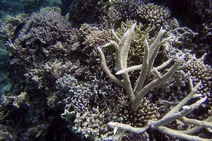 Album / Australia / Great Barrier Reef / Diving 1